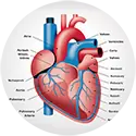 מחלות קרדיווסקולריות